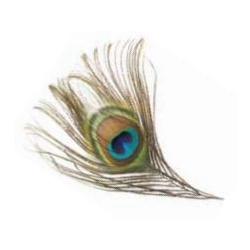 Soldarini Peacock Eyes 1 natural